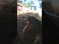 petting Hen at home | chitguppa Vloger