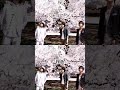 Chicago Poodle  「桜色」