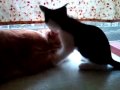 捕食・その2