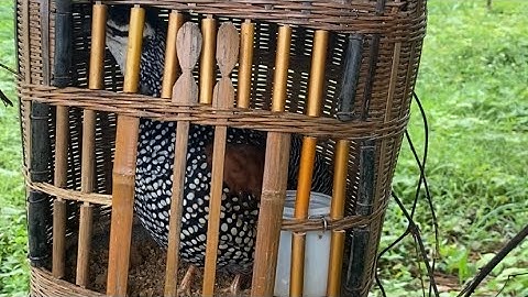 Tiếng chim đa đa mồi gáy cực sung kích bổi nhanh gáy