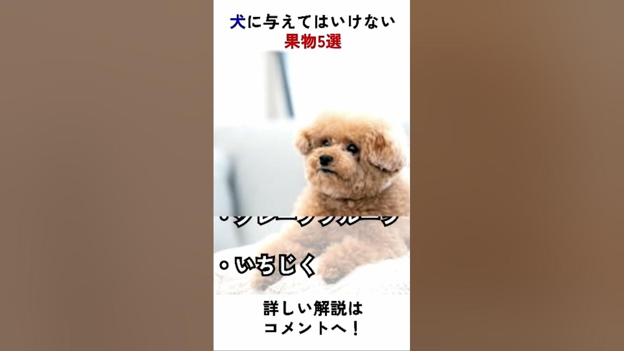 犬に柿 梨は大丈夫 犬に与えてはいけない果物は Youtube