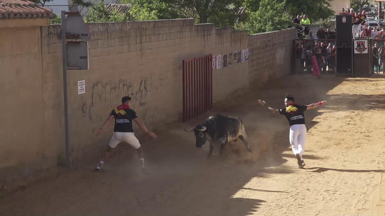 Benavente 2024 Toros de los Condes Duques de Charamandanga