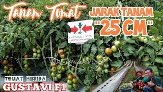 Tanam GUSTAVI F1 Jarak 25 cm Sistem Single Row#tanam_tomat#budidaya_tomat#gustavif1