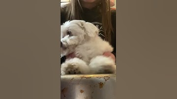 Thumbnail of Sleepy Puppy Drums 😪🐶 #shorts #puppy #funny #funnyvideo