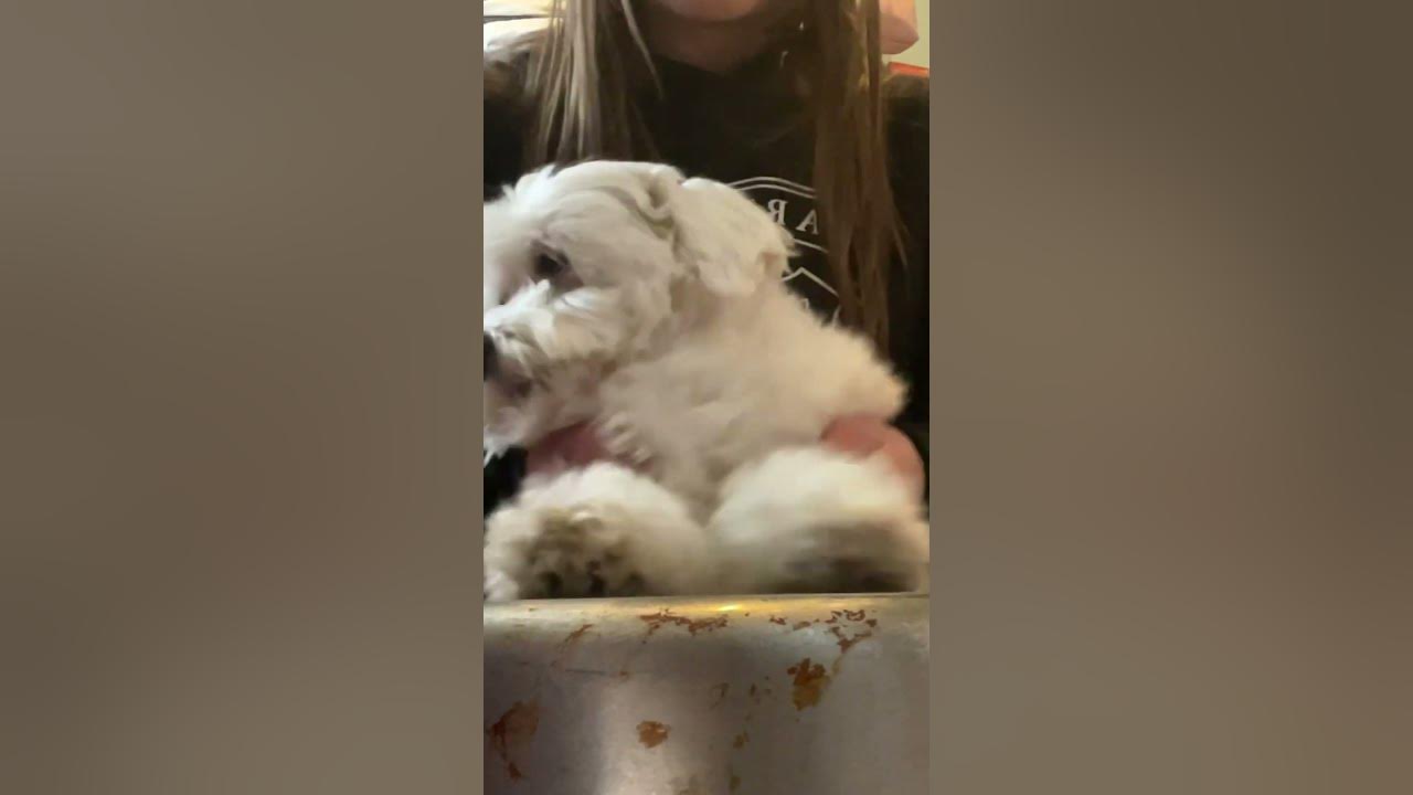 Sleepy Puppy Drums 😪🐶 #shorts #puppy #funny #funnyvideo