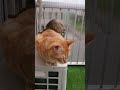 ネコ用ベランダ、にゃん太さんとふうちゃん#shorts#ネコのいる生活 #保護ネコ#保護猫を迎える前に準備すべきこと#ベランダ猫