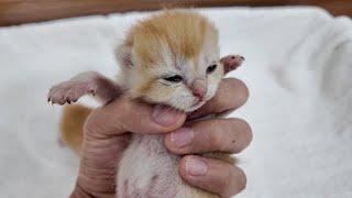 The first cat to open its eyes after 7 days so cute...