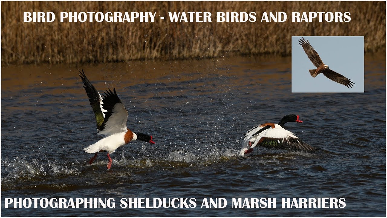 Bird photography-water birds and raptors