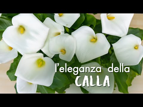 Video: Aiuola Lily: consigli per creare e prendersi cura