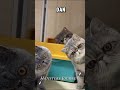 Kucing Gemoy ❗#cat #catlover #gemoy #animals