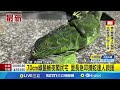 70cm綠鬣蜥夜闖台南民宅 里長急叩捕蛇達人救援|三立新聞網 SETN.com