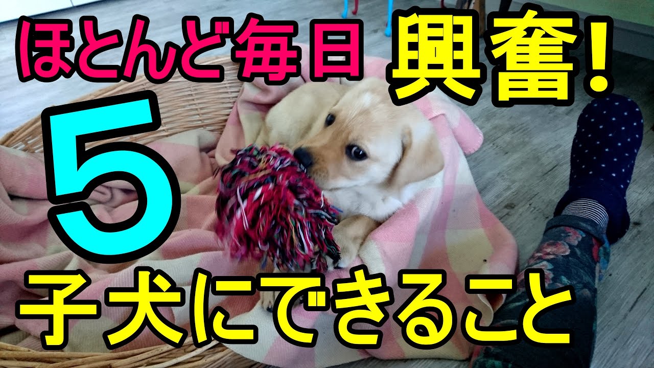 子犬【落ち着きがない】を落ち着かせるために飼い主さんが出来る事5つ YouTube