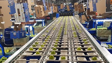 6 lane Versasort Apple sizer   Flowpack Systems 2025