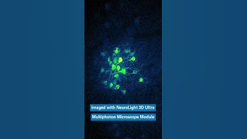 Ready, set, activate! Optogenetic activation with SLMs🔴🟡🟢 #neuroscience #brain #neurons