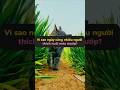 Tại sao ngày càng nhiều người thích nuôi mèo mướp? #tangtuvien #shorts