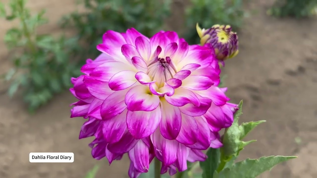 #TuberPlanting #PlumpTubers#AfterFrost #PlantingDepth #PlantSpacing #DahliaGrowing #springgardening