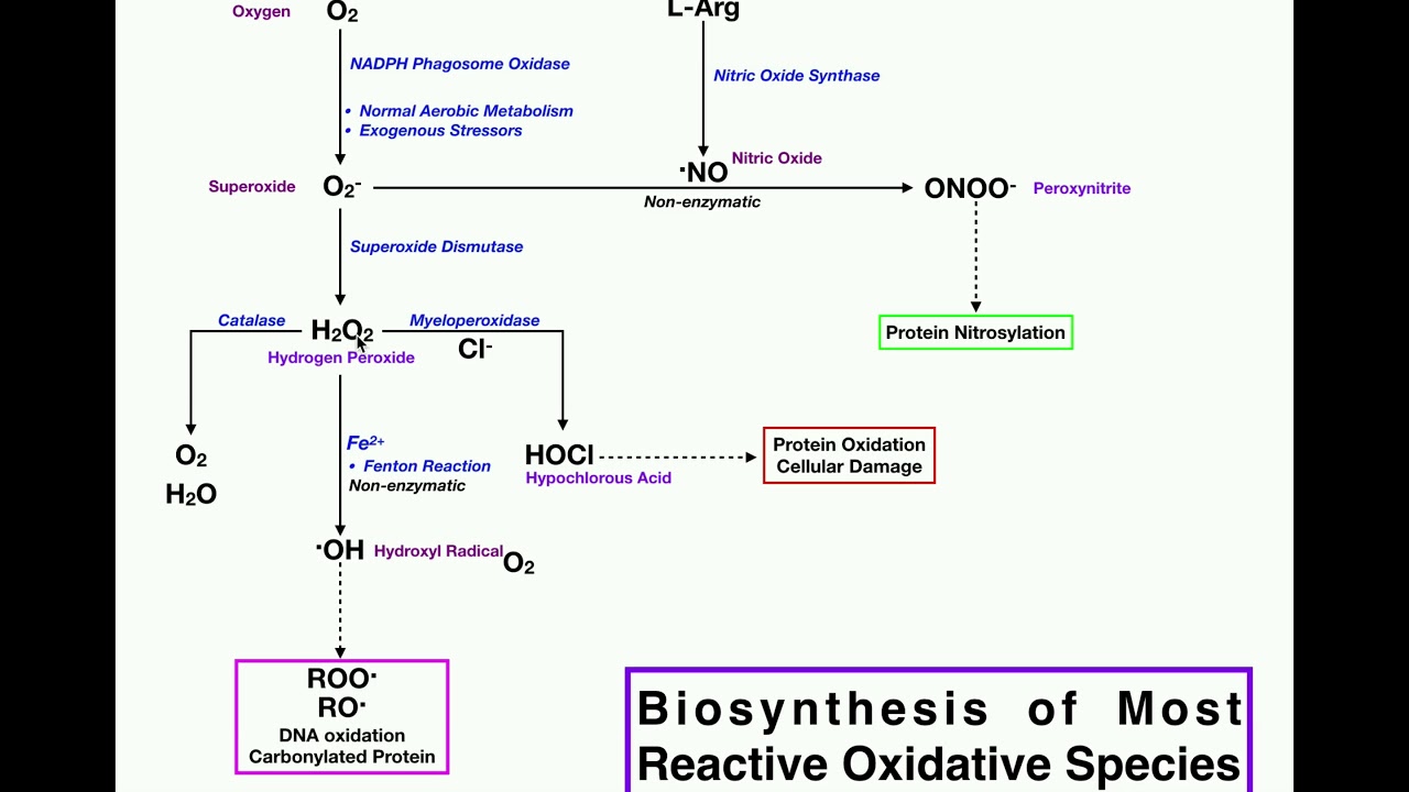 Biosynthesis of Major Reactive Oxidative Species