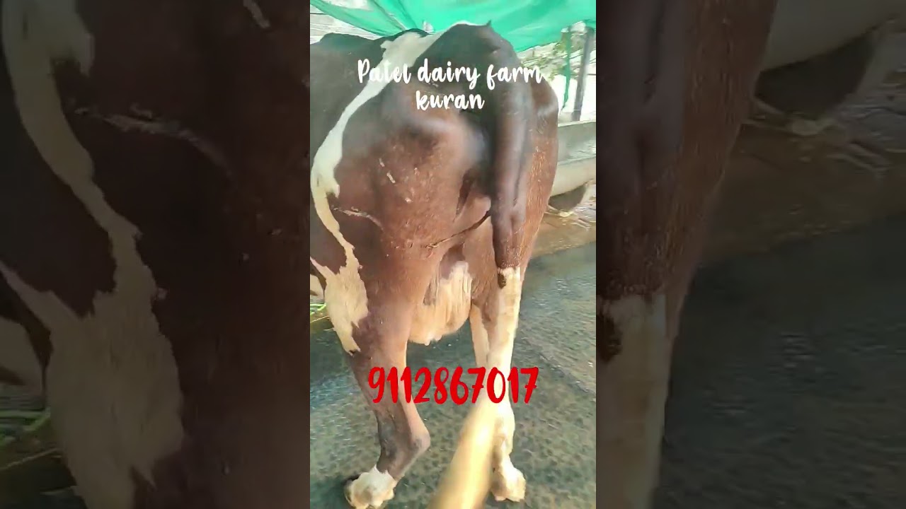 🎉🐄Patel dairy form kuran 🐄🎉 sangamner ,✅available for sale in Maharashtra 📱mobile number 9112867017