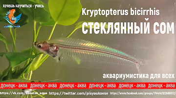 индийский, стеклянный сом, Kryptopterus bicirrhis, или сомы-призраки,