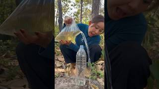 Survival Skills: easy methood saving water transfer to bottle#campping#bushcraft#water#smart
