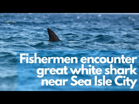 Fishermen encounter great white shark near Sea Isle City