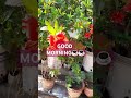 #hibiscus #petunia #bougainvillea #terracegarden #flowers #myownniche