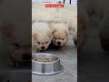 Chow Chow puppies #indianexplorers #tending #animals #dog #doglife #puppy