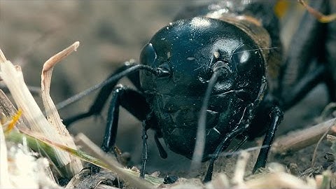 A cricket