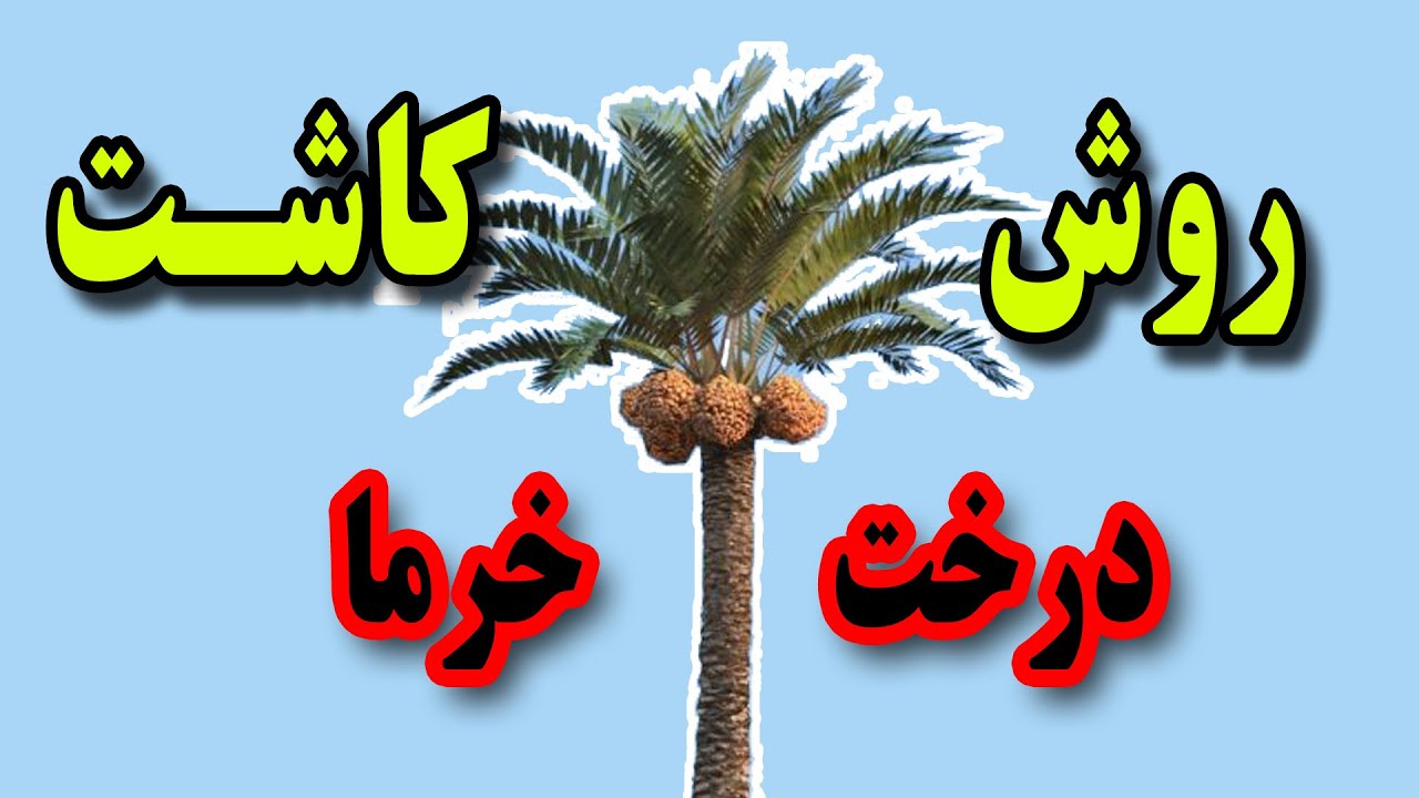 روش کاشتن خرما