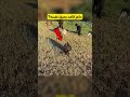 ماعز قاعد يحرق نفسه 