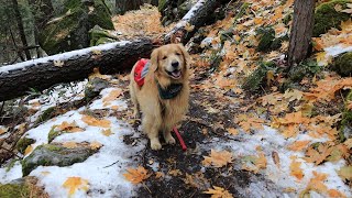 Golden Retriever Yosemite Adventure VLOG-1| Oshies World by Oshies World 15,750 views 3 years ago 11 minutes, 45 seconds