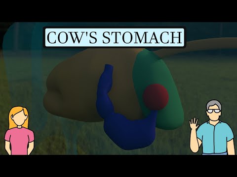 Video: Ce stomacuri are o vaca?