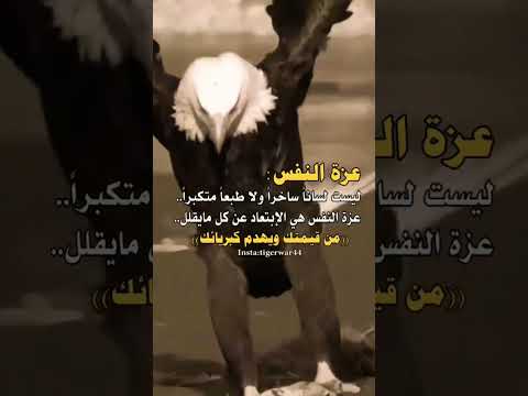 خذ من الصقر ثلاثا بعد النظر عزة النفس الحرية