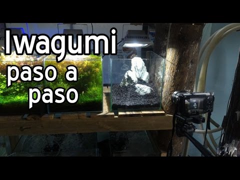 Acuario Iwagumi paso a paso con HC Cuba  Iwagumi dia de lluvia  YouTube