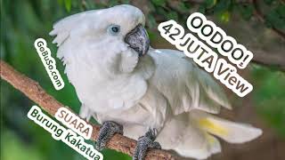 Cockatoo Relaxing Nature Sounds - Suara Pikat Burung Kakatua Raja Jambul Kuning Di Alam Liar Mp3