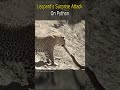 Leopard&#39;s Surprise Attack on Python