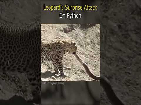 Leopard's Surprise Attack on Python