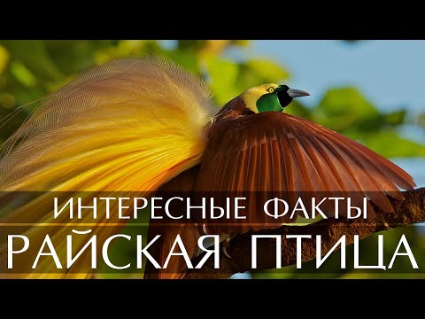 Райская птица - интересные факты