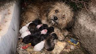 Terrified Stray Mother Dog Gave Birth to 11 Puppies, Begging the World to Save Her Babies!!!