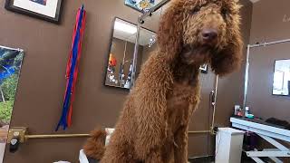 Do you tip your groomer? Dog grooming