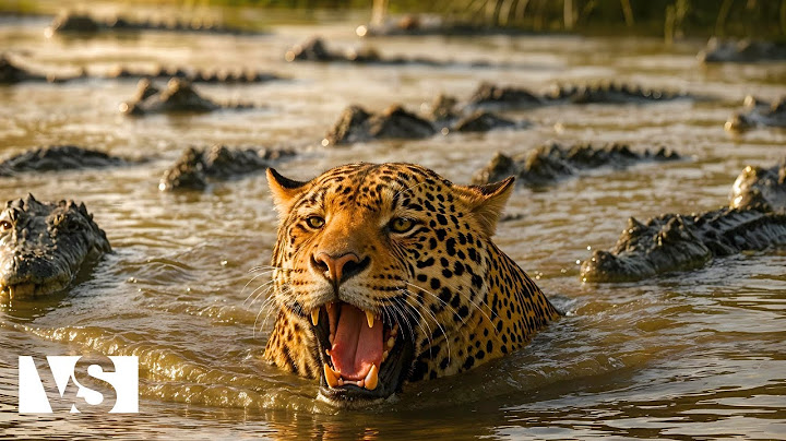 GUYANA | Storie di Sopravvivenza nella Giungla Dimenticata del Sud America – Documentario Animali