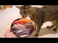 誕生日のお祝いに豪華な猫用海鮮丼をプレゼント！【こぱん君・祝1歳】