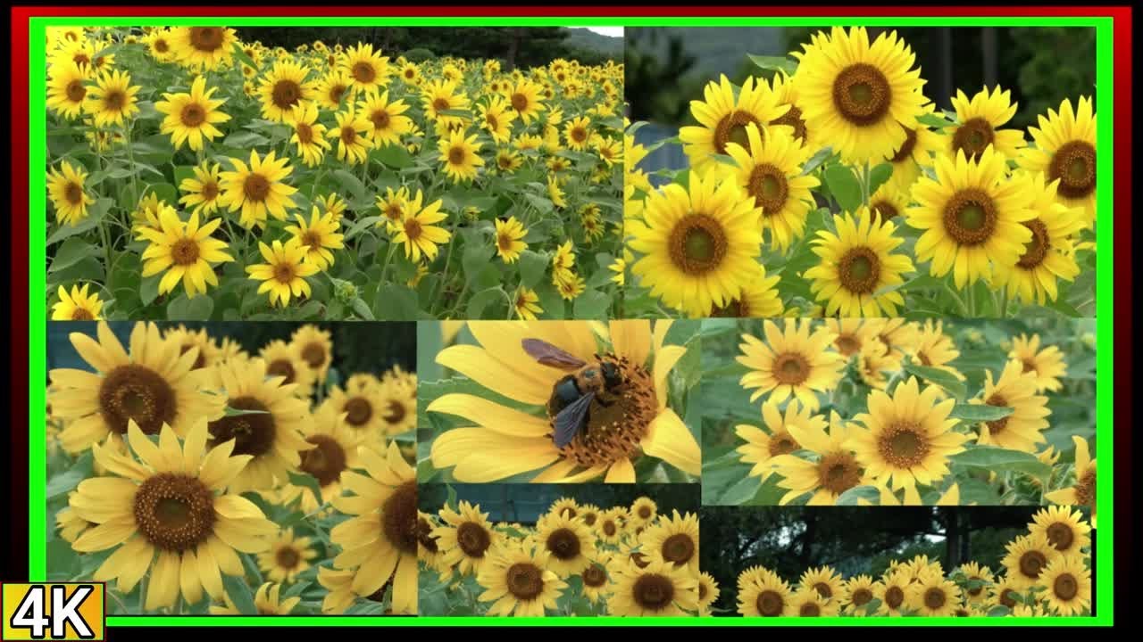 ひまわり④ ○4k 2024年 ひまわり畑 徳島県【鳴門ウチノ海総合公園】 - YouTube