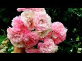 НАСТОЯЩАЯ НАХОДКА для любителей роз..  Беспрерывно цветущая плетистая роза  APPLE  BLOSSOM.