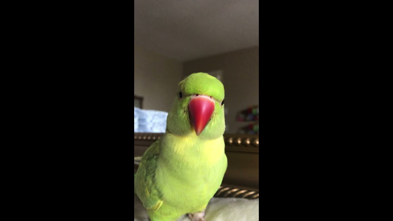 World S Cutest Talking Parrot Calls Himself A Big Baby 