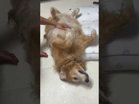 엄마 보자마자 미친 듯이 달려가는 대형견ㅋㅋㅋ 결국 막내 본능 폭발🤣🐶 thumbnail