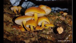 Какие грибы растут зимой в Беларуси. Зимние грибы в декабре 2020