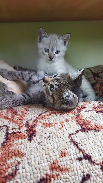 #дача #кошки #котята - YouTube