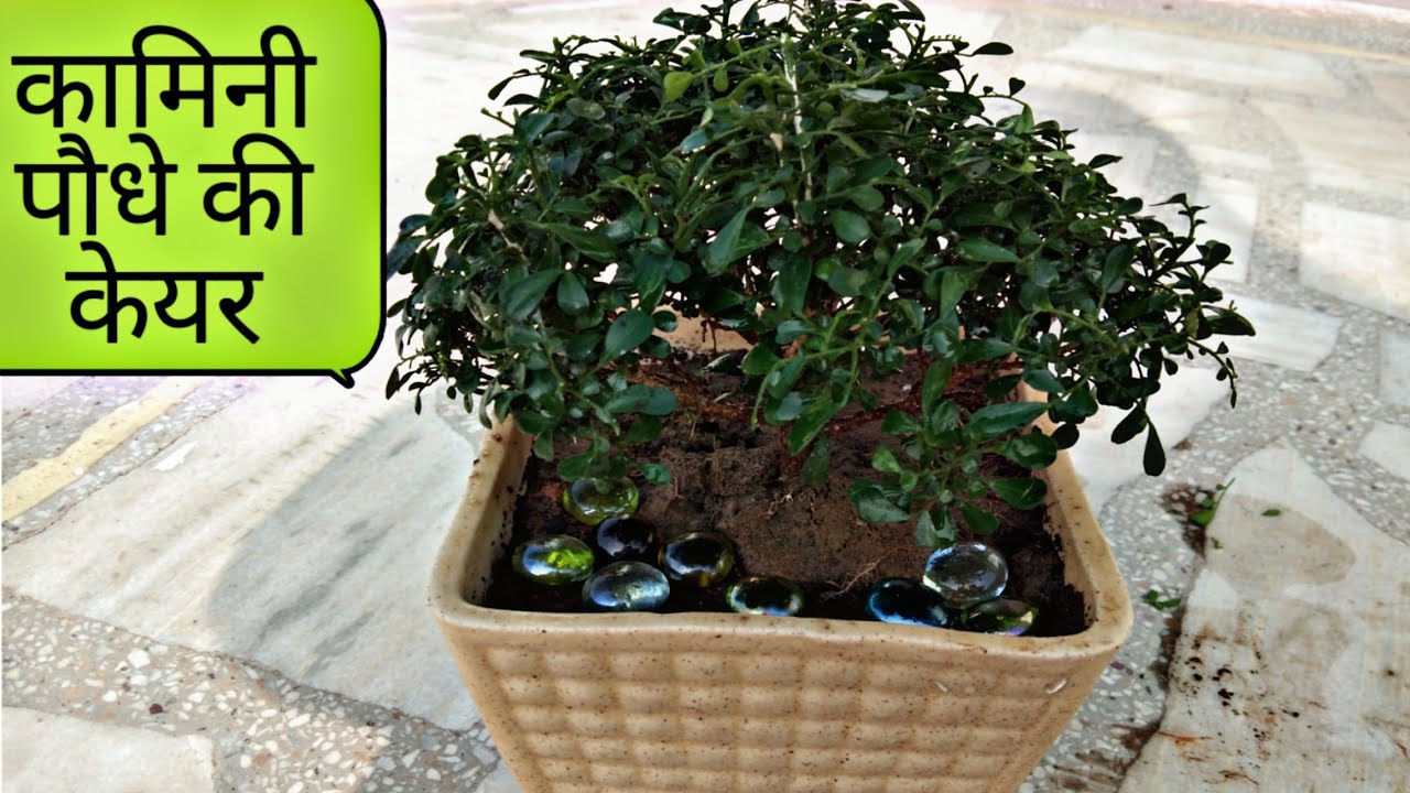 How to grow and care mini kamini plant // Bonsai kamini plant care