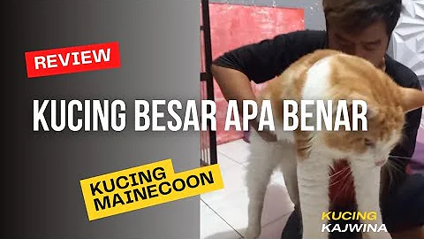 Watch the video about SEGEDE INI KUCING MAINECOON" COBA LIHAT!! Kucing Besar #catvideos #catslover #mainecoon